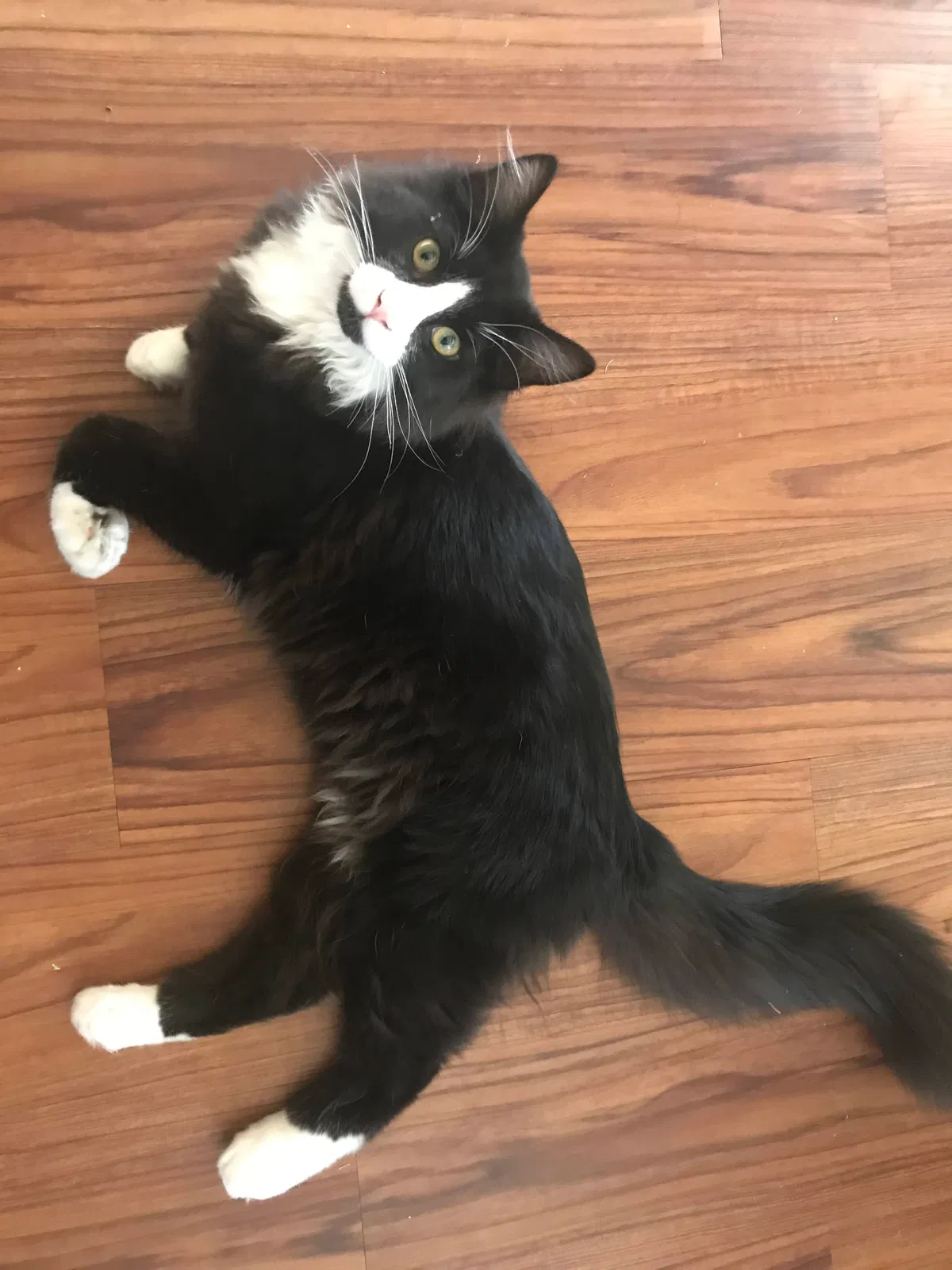 Lost cat in Chandler, AZ, 85225