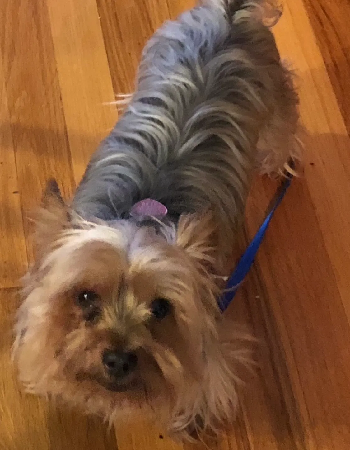 Lost dog in Queens Village, NY, 11428