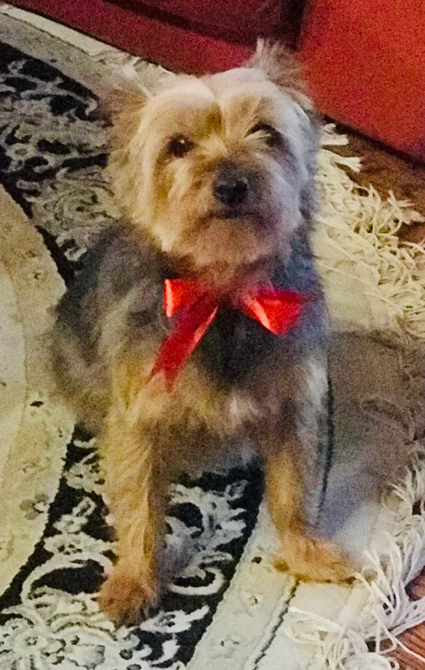 Lost dog in Sammamish, WA, 98074