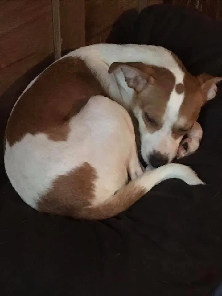 Lost dog in Unknown, MO, 636010