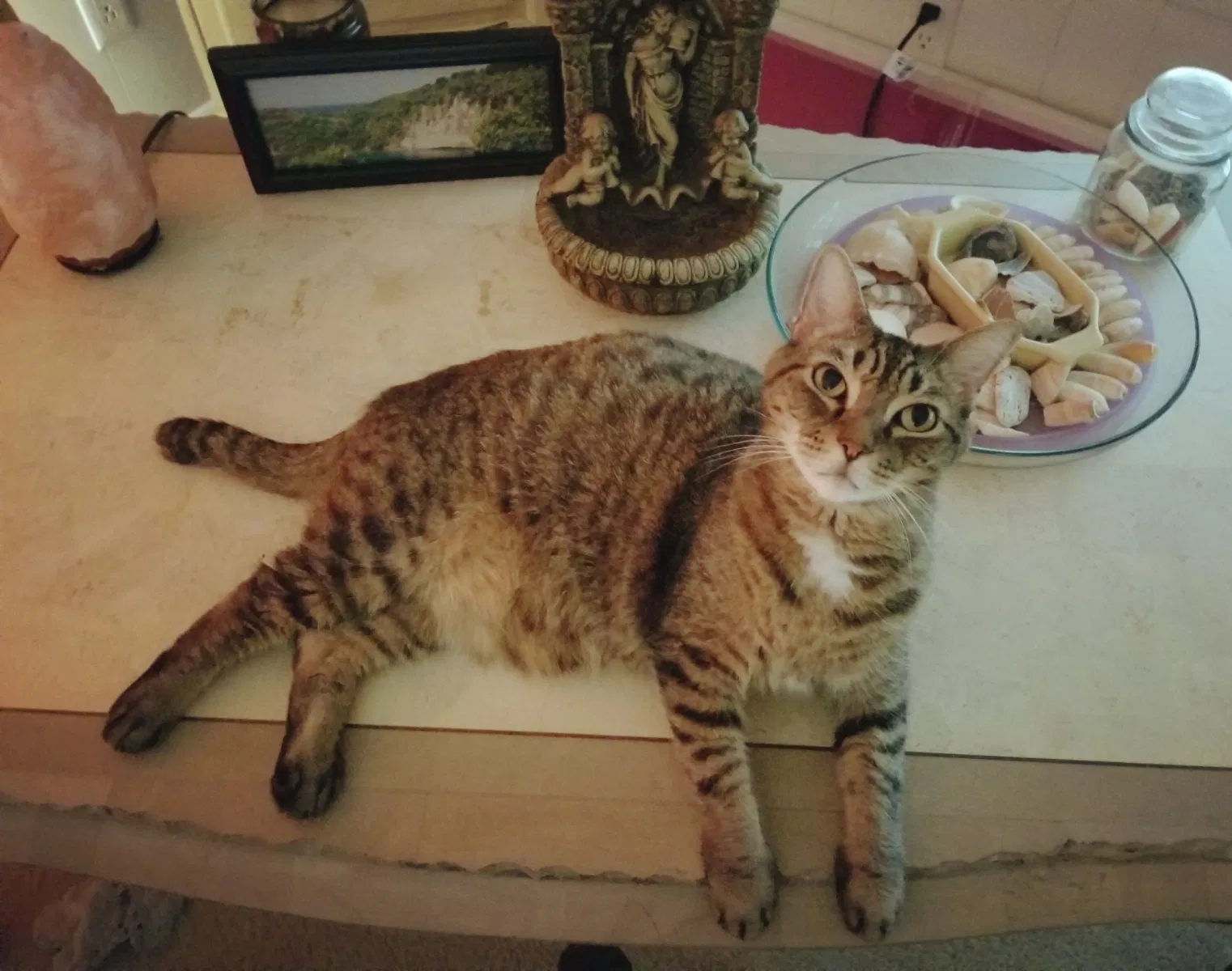 Lost cat in Vero Beach, FL, 32966