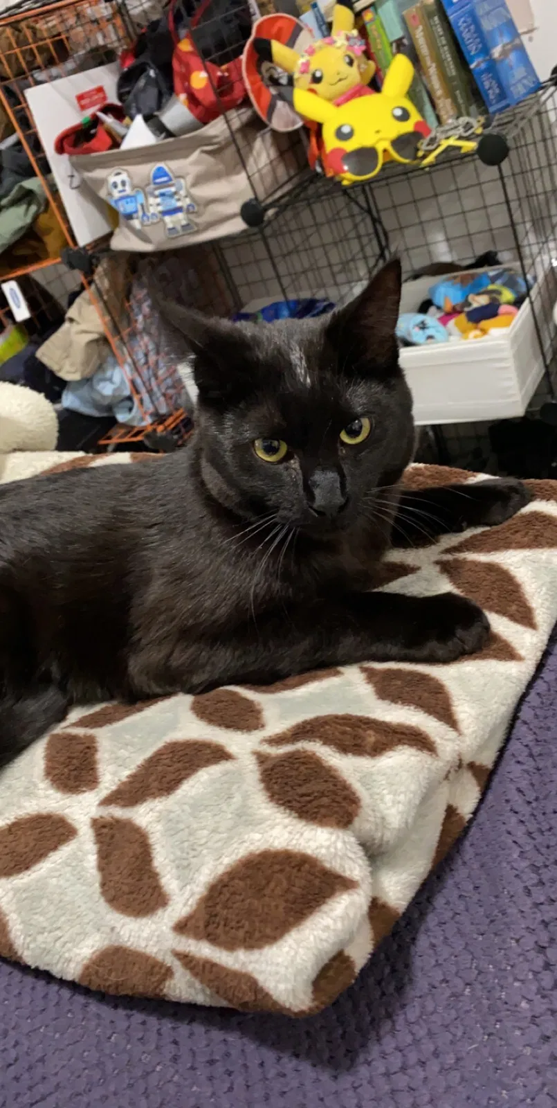 Lost cat in Seattle, WA, 98122
