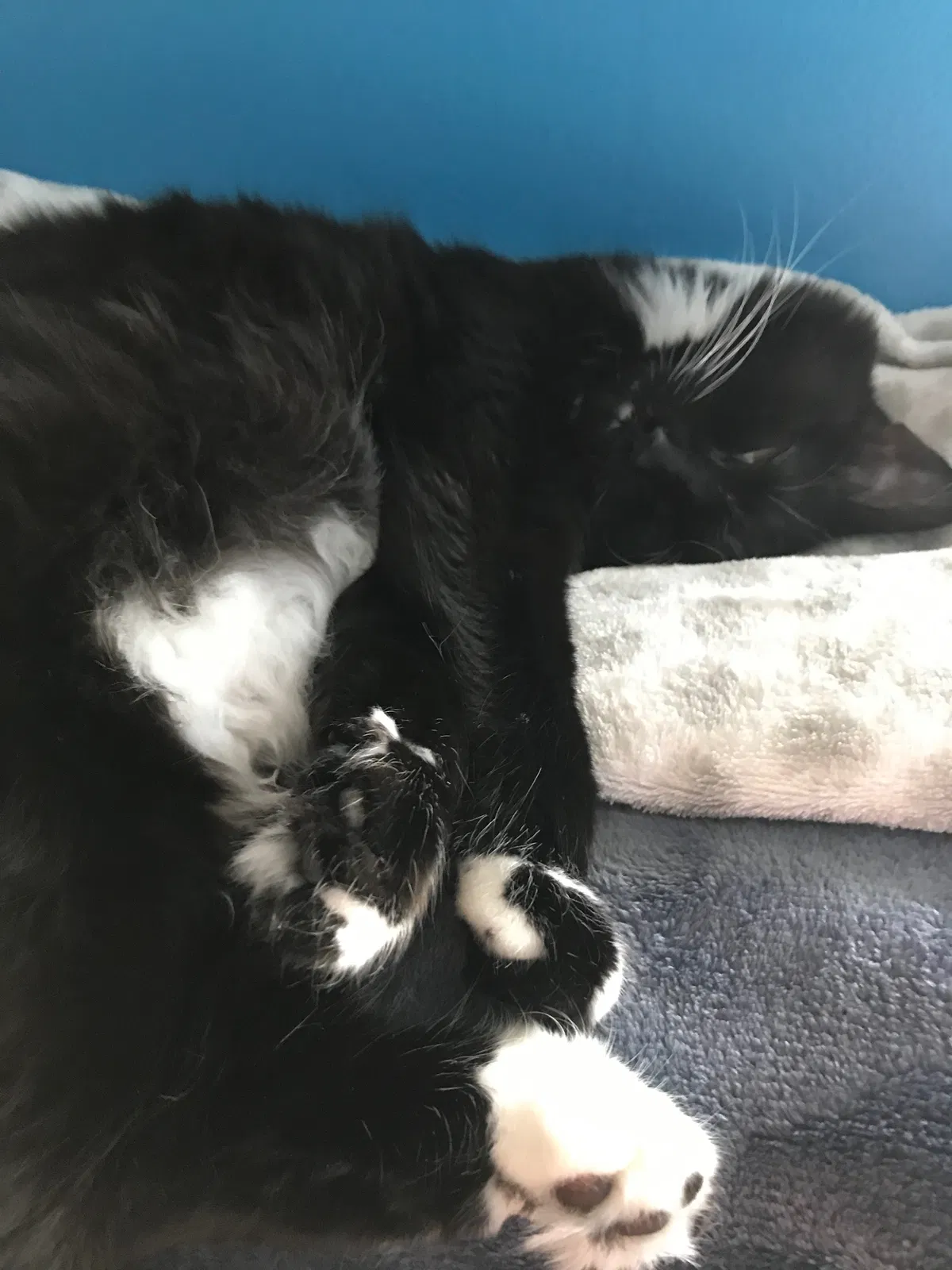 Lost cat in Burnsville, MN, 55306