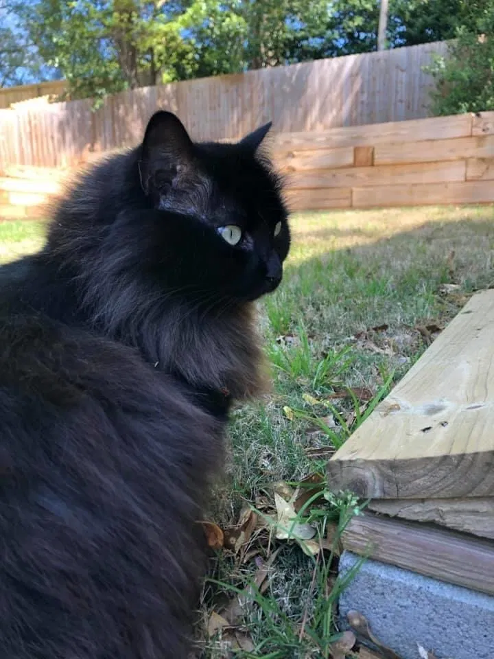 Lost cat in Decatur, GA, 30030