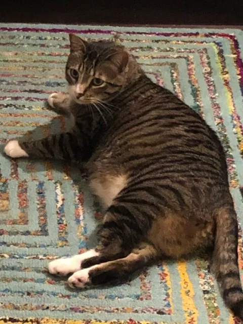 Lost cat in Murrieta, CA, 92562