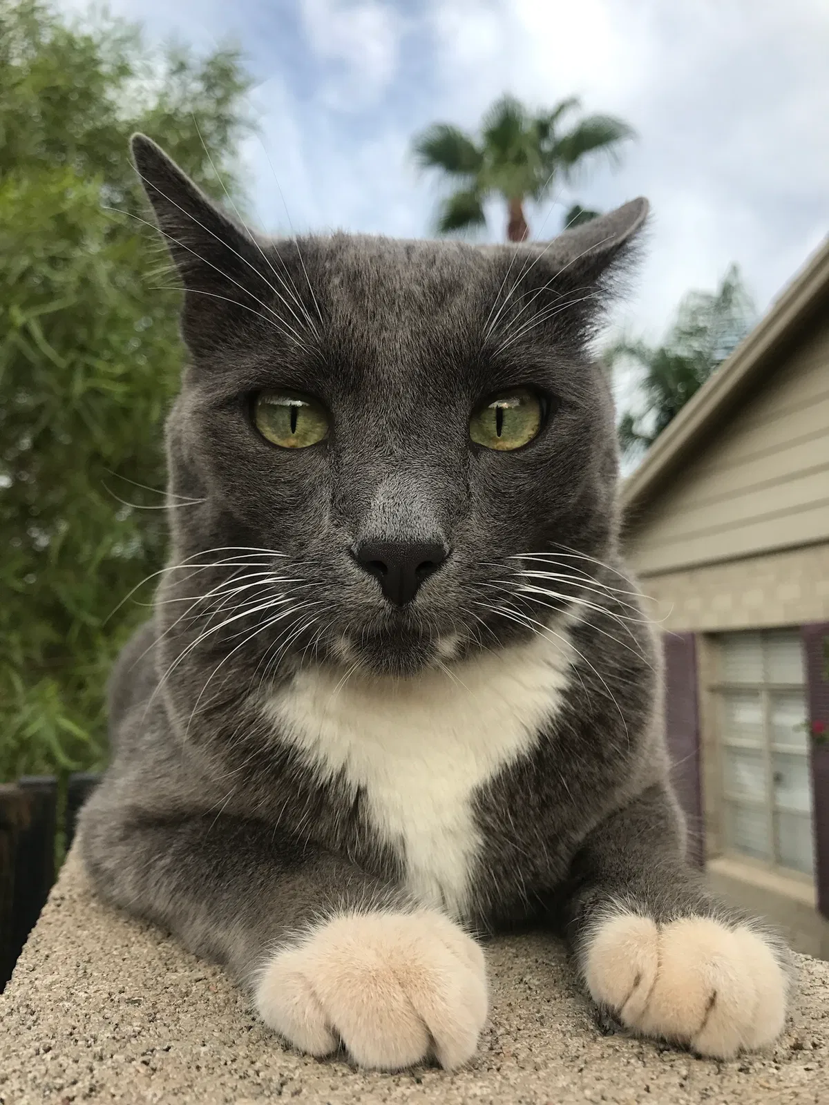 Lost cat in Phoenix, AZ, 85007