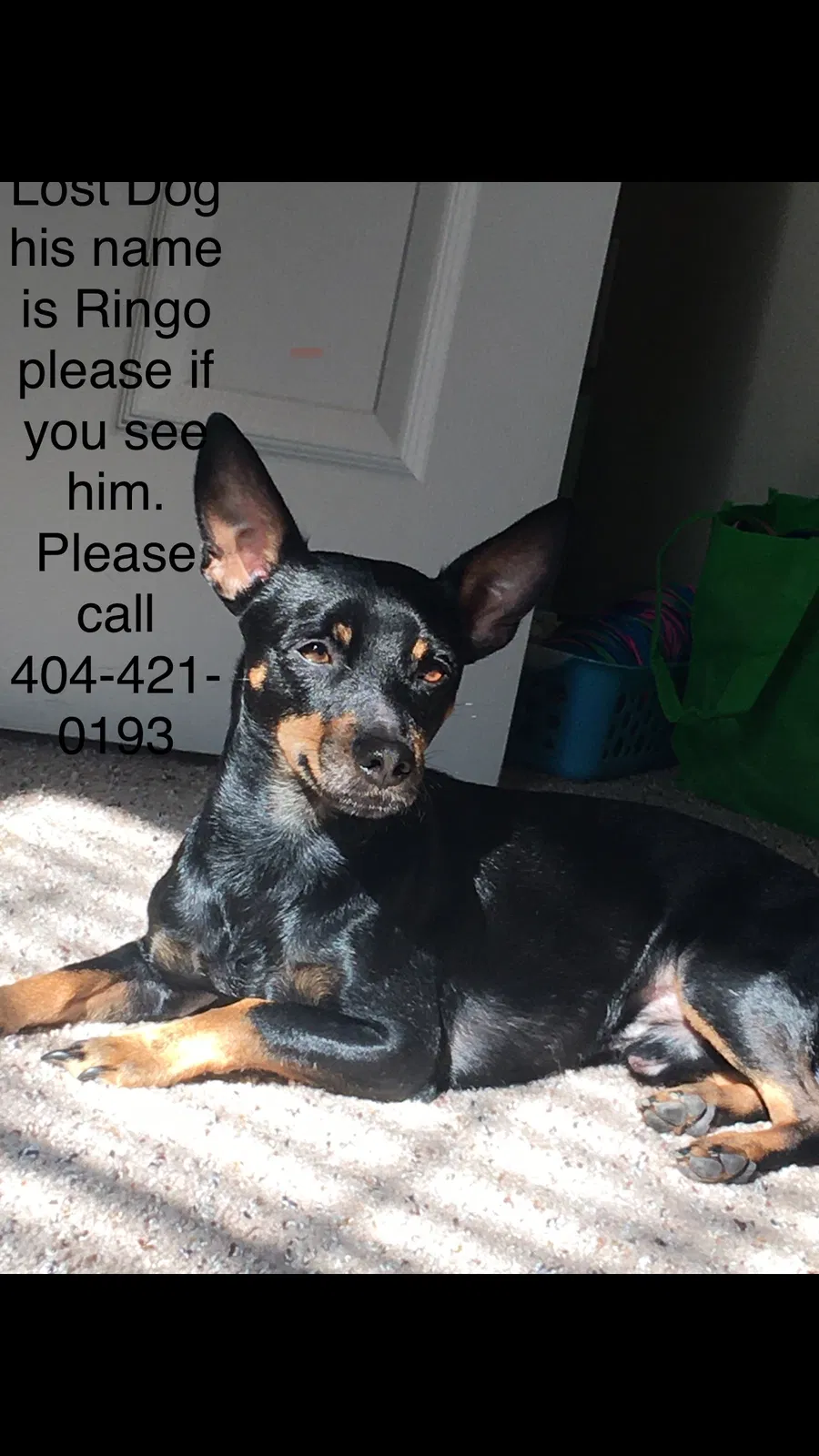 Lost dog in Norcross, GA, 30093