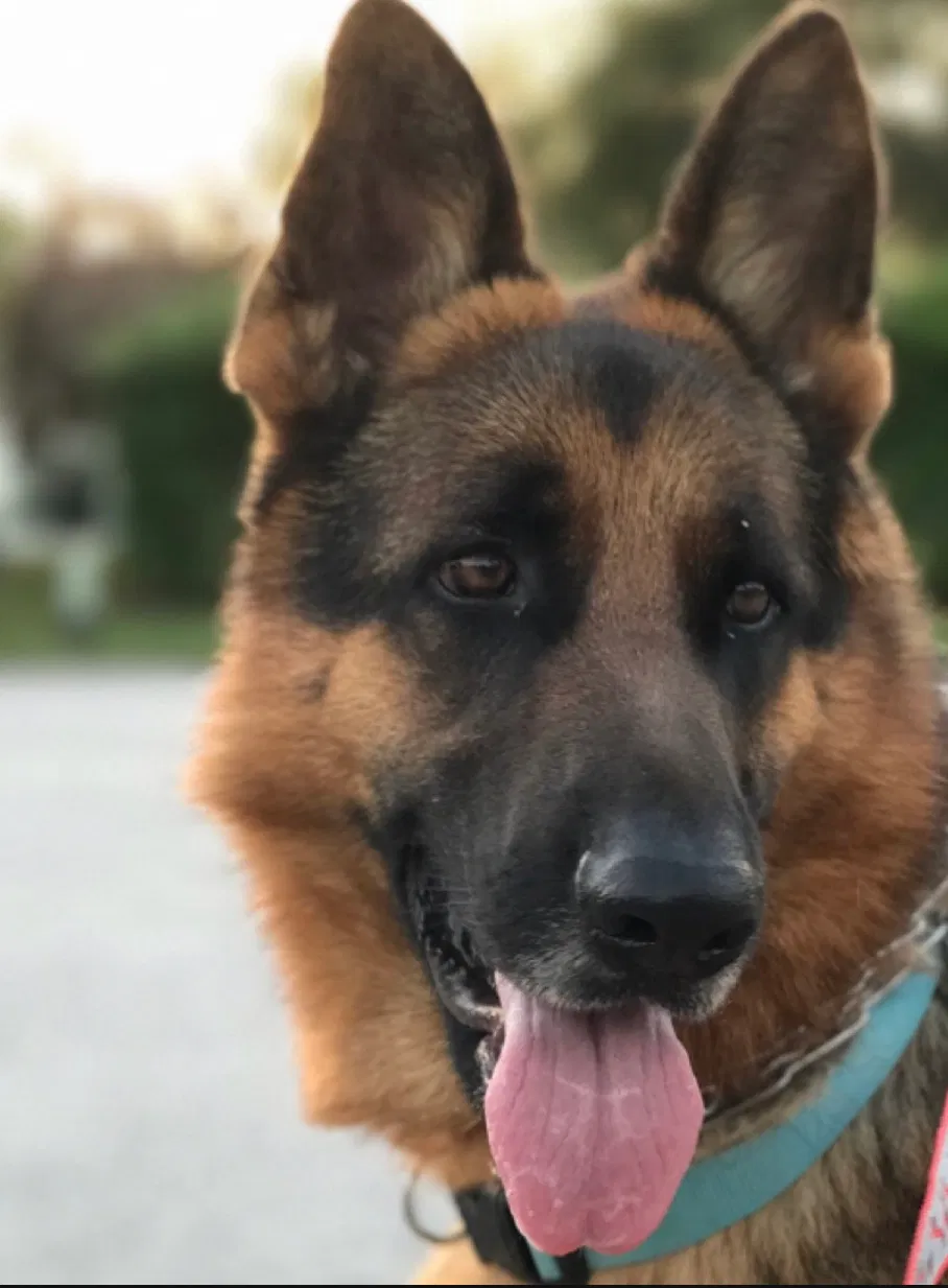 Lost dog in Miami, FL, 33157