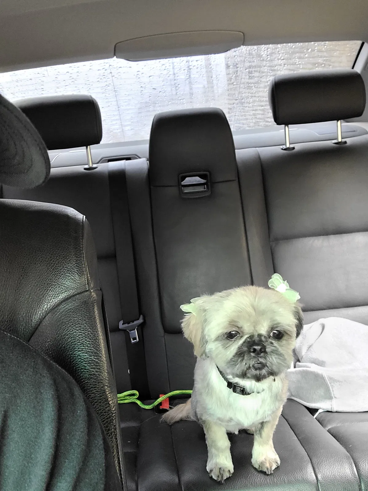 Lost dog in Milwaukee, WI, 53215
