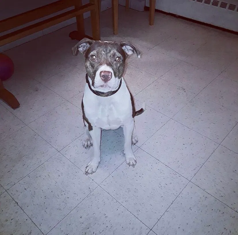 Lost dog in Bridgeport, CT, 6604