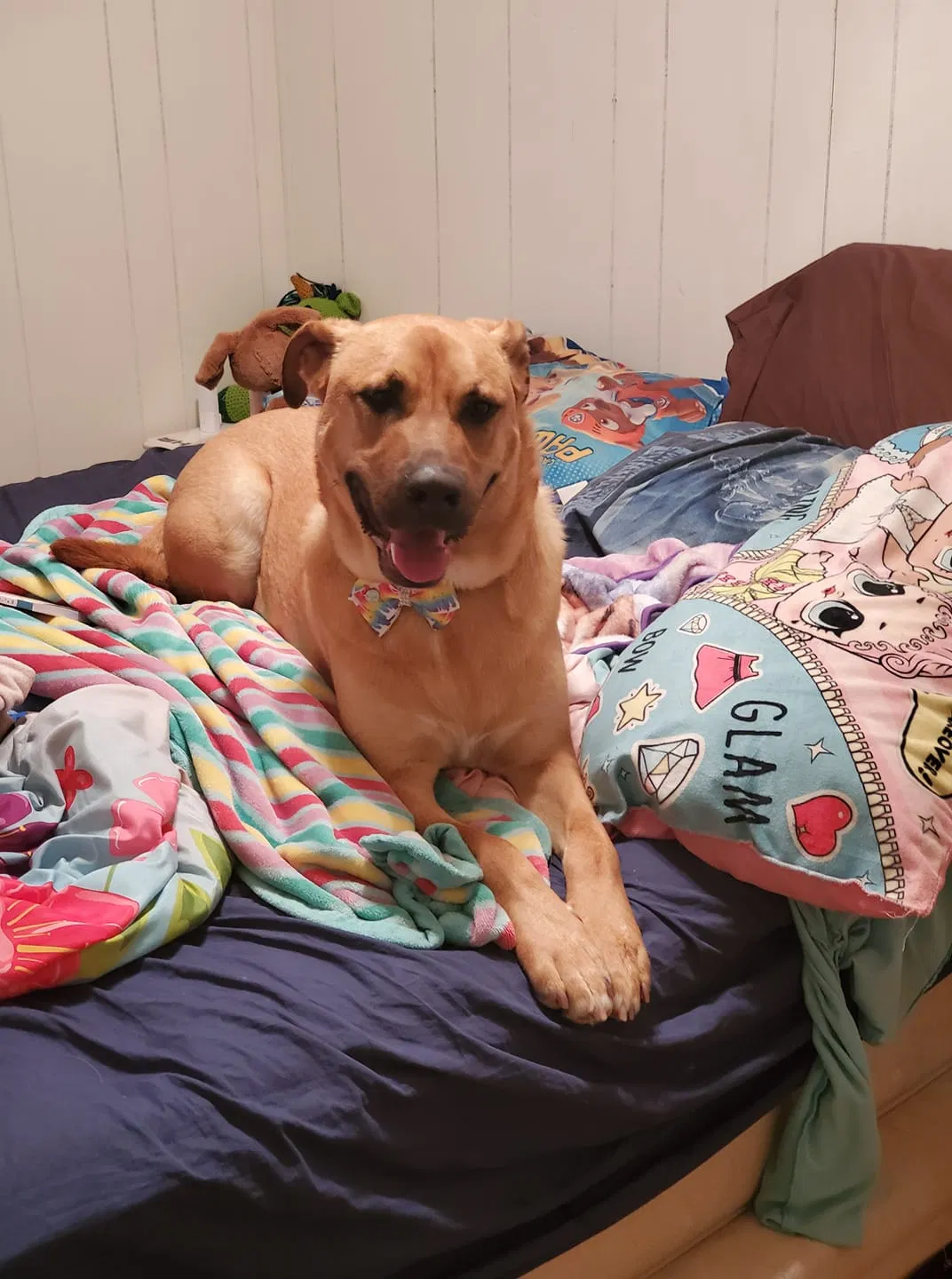 Lost dog in Corona, CA, 92883