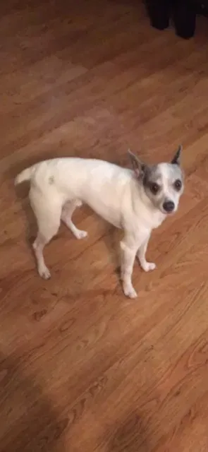 Lost dog in Mesa, AZ, 85208