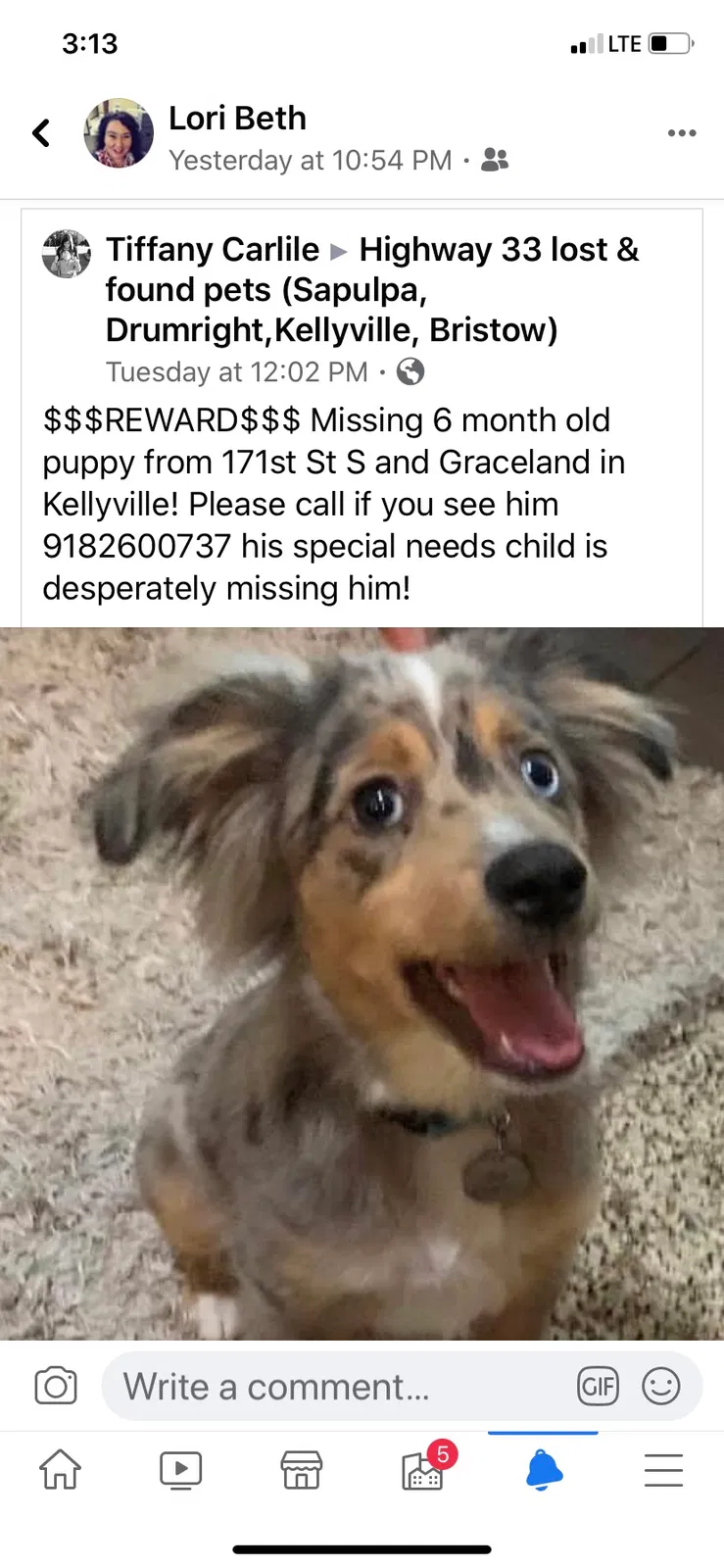 Lost dog in Kellyville, OK, 74039