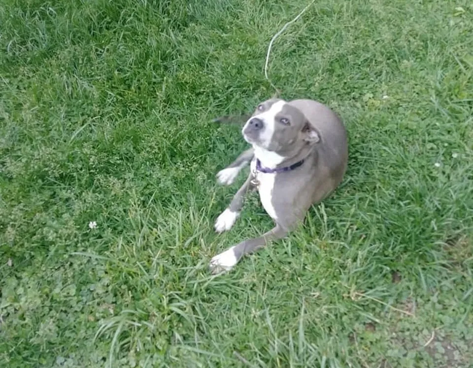 Lost dog in Cincinnati, OH, 45239