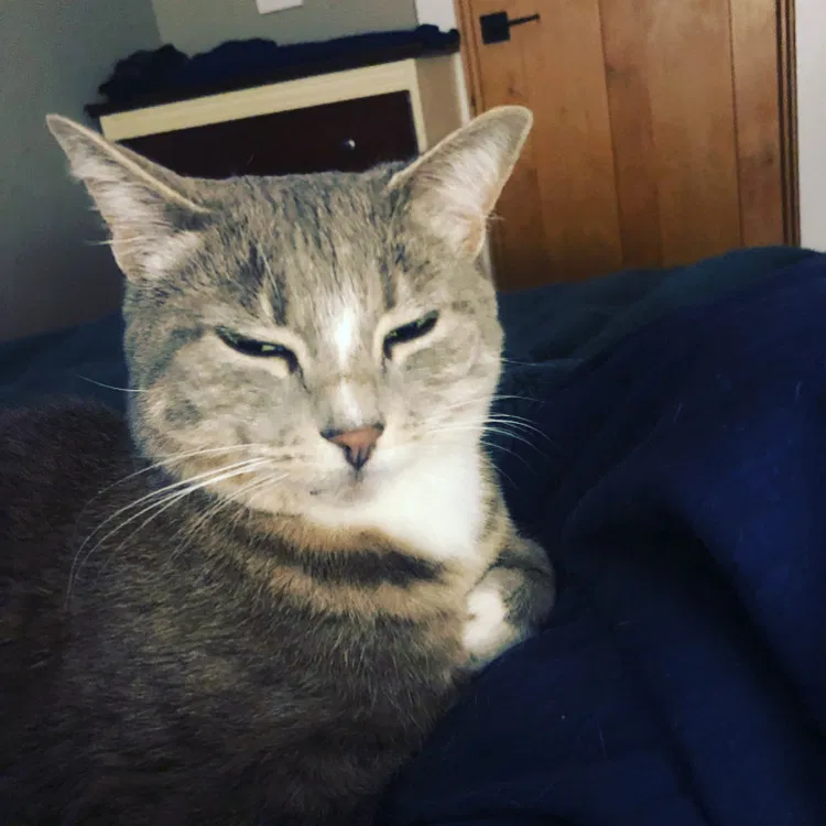 Lost cat in Lake Oswego, OR, 97034