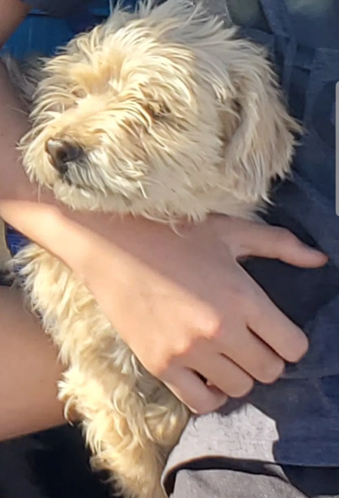Lost dog in El Paso, TX, 79912