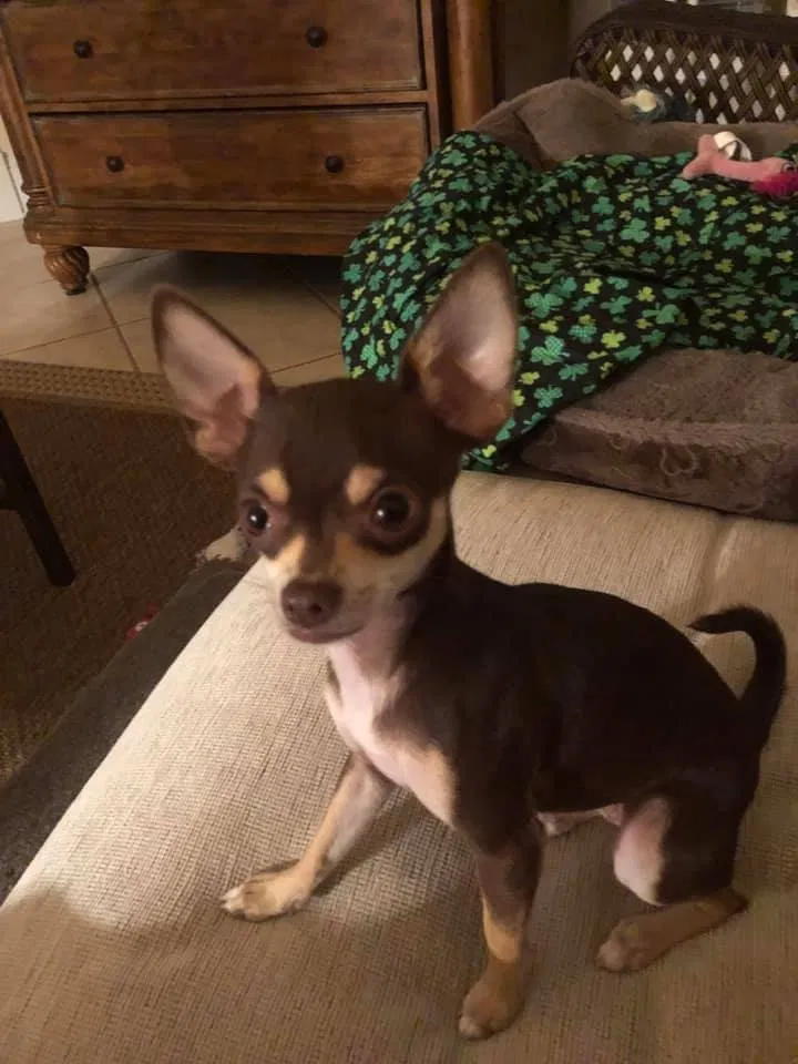 Lost dog in Knoxville, TN, 37921