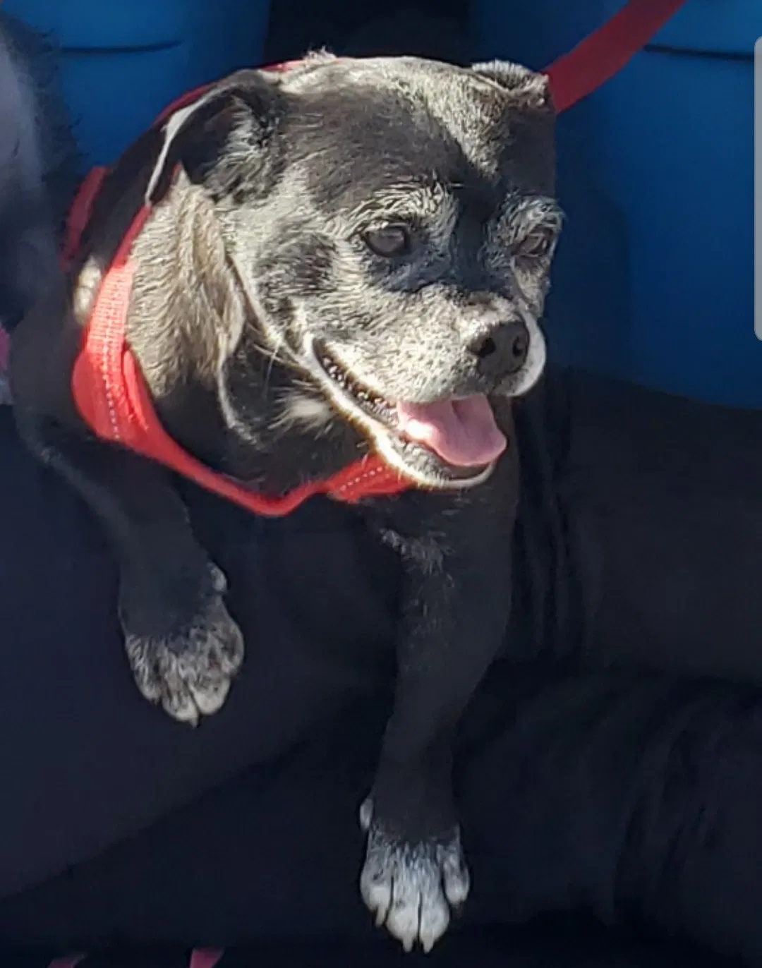 Lost dog in El Paso, TX, 79912