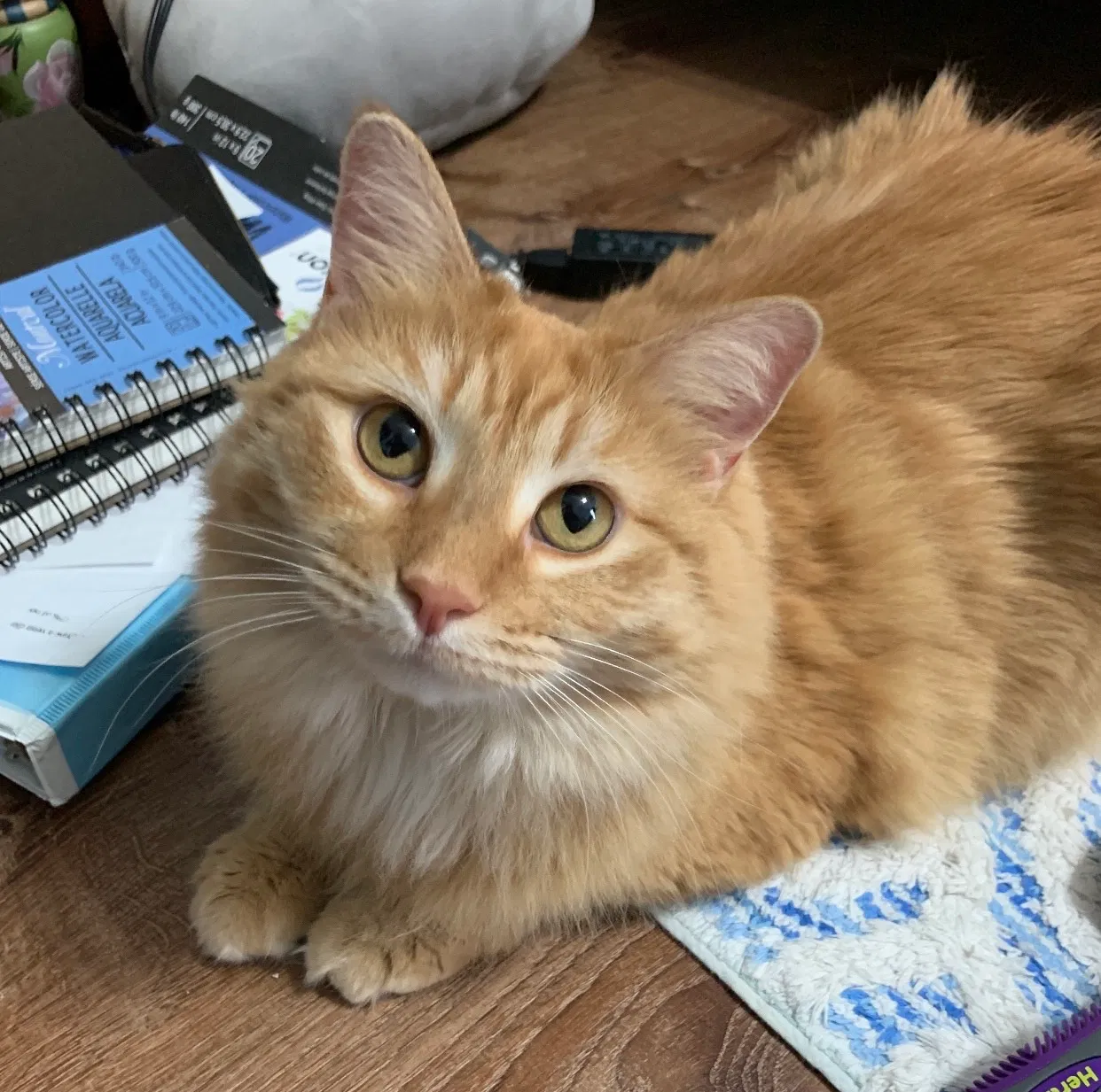 Lost cat in Chesterfield, MO, 63017