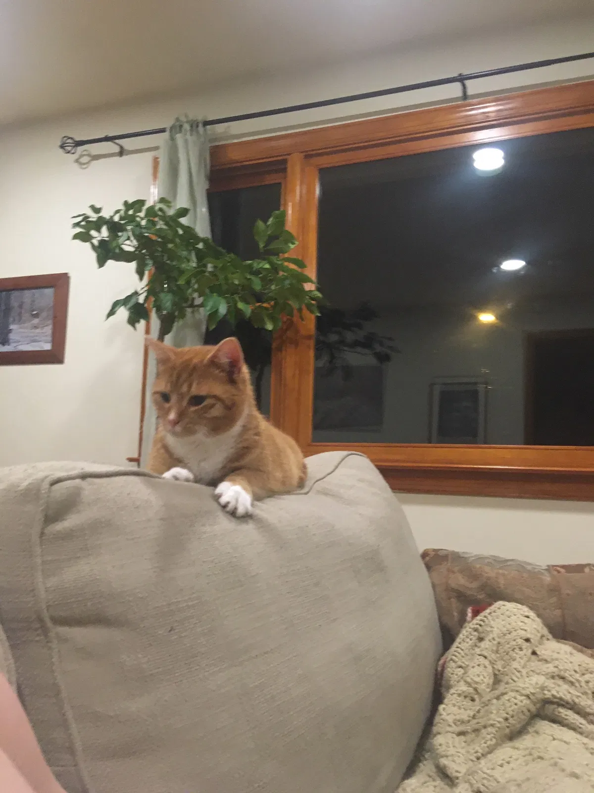 Lost cat in Hamden, CT, 6517