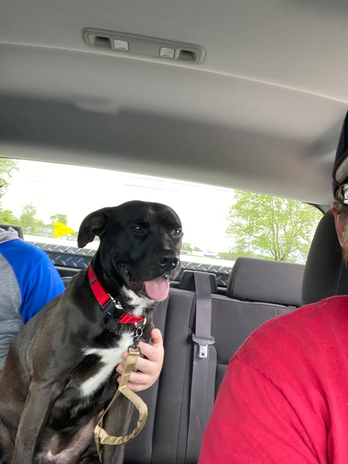 Lost dog in Williamsfield, IL, 61489