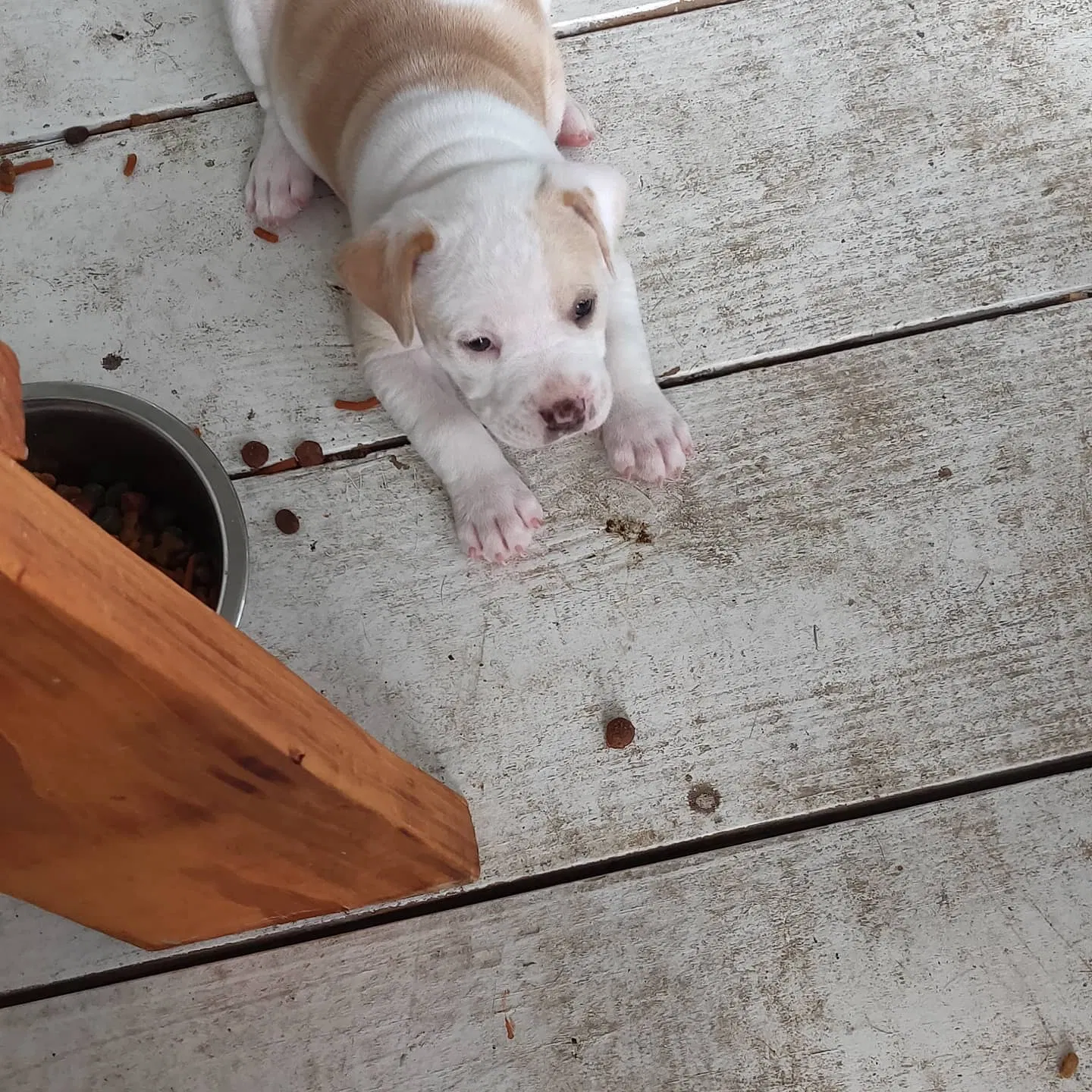 Lost dog in Stafford, TX, 77477