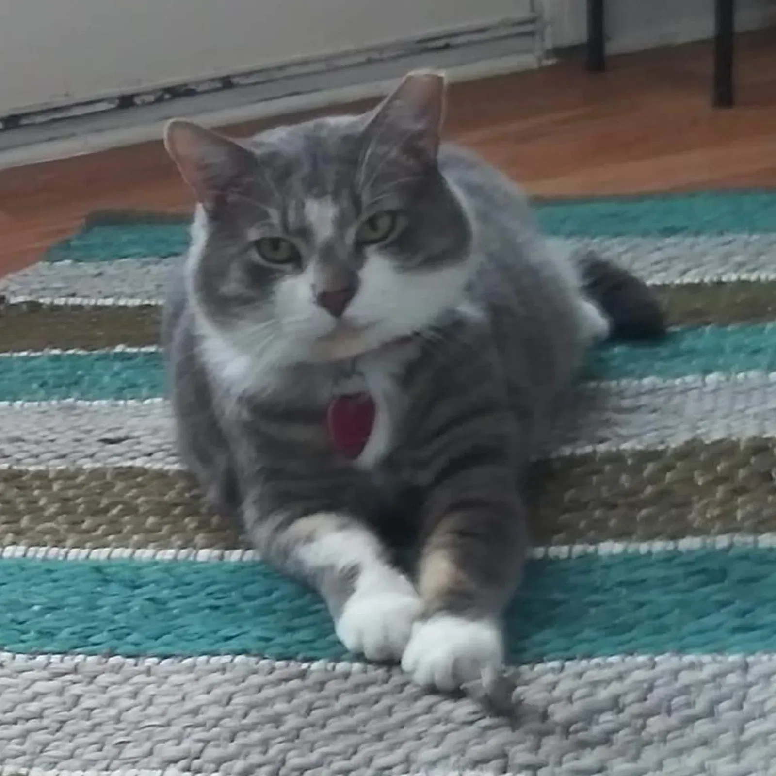 Lost cat in Dundalk, MD, 21222