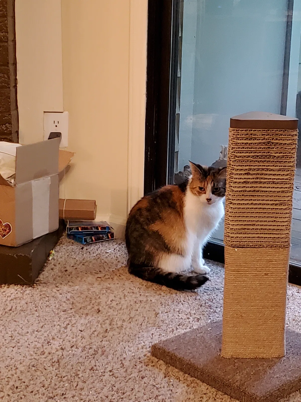 Lost cat in Carrboro, NC, 27510