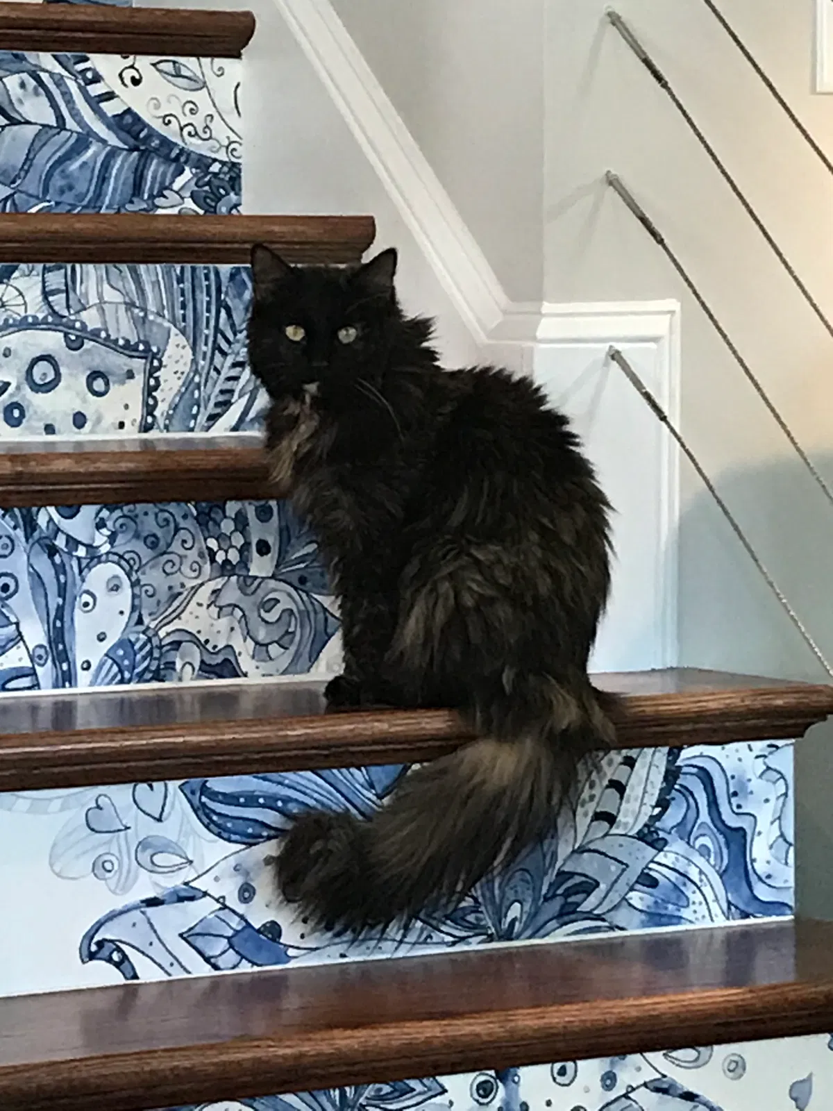 Lost cat in Kernersville, NC, 27284