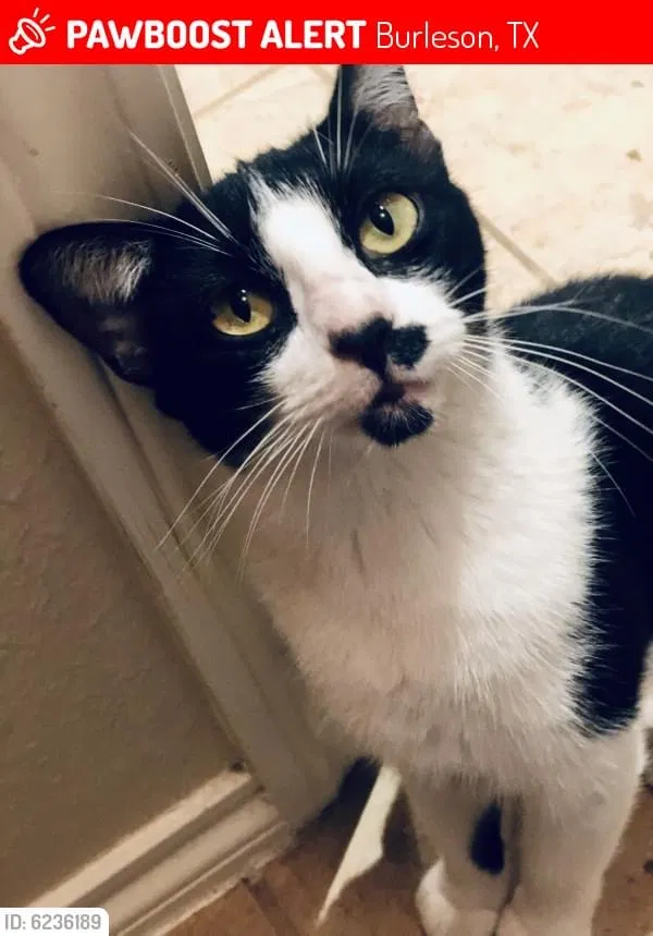 Lost cat in Burleson, TX, 76028