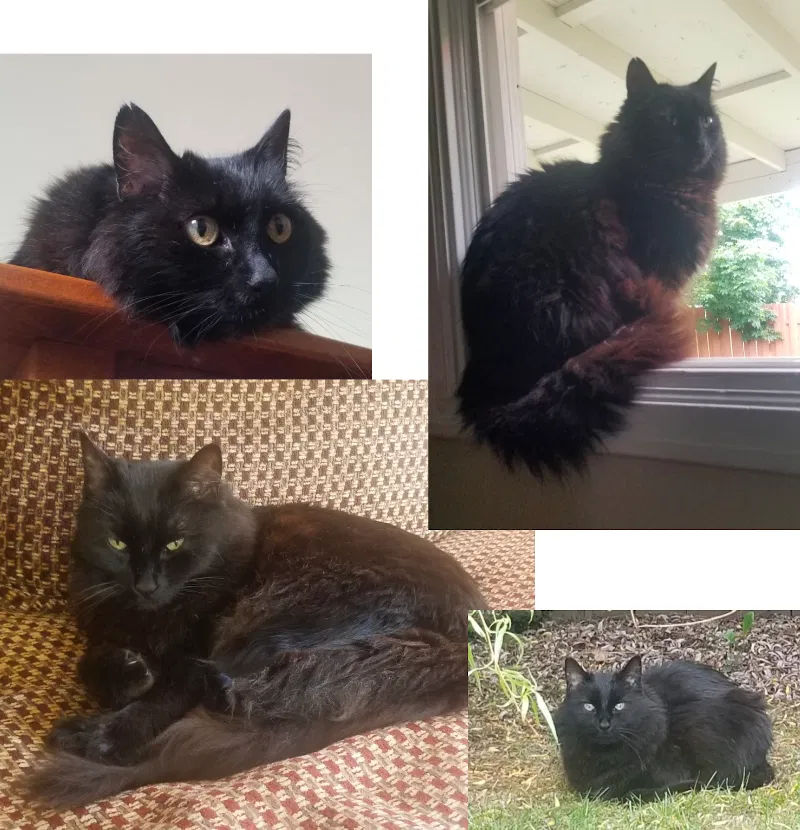 Lost cat in Portland, OR, 97218