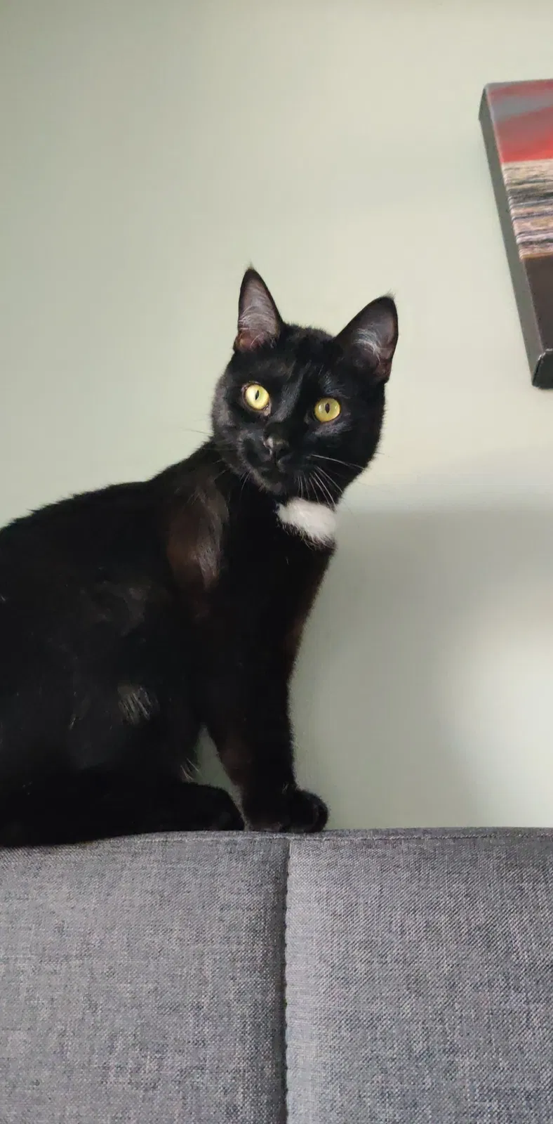 Lost cat in Mount Pleasant, SC, 29466