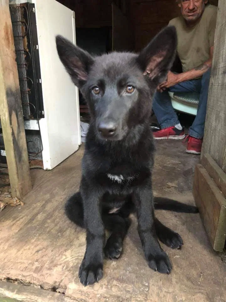 Lost dog in Dalton, GA, 30720
