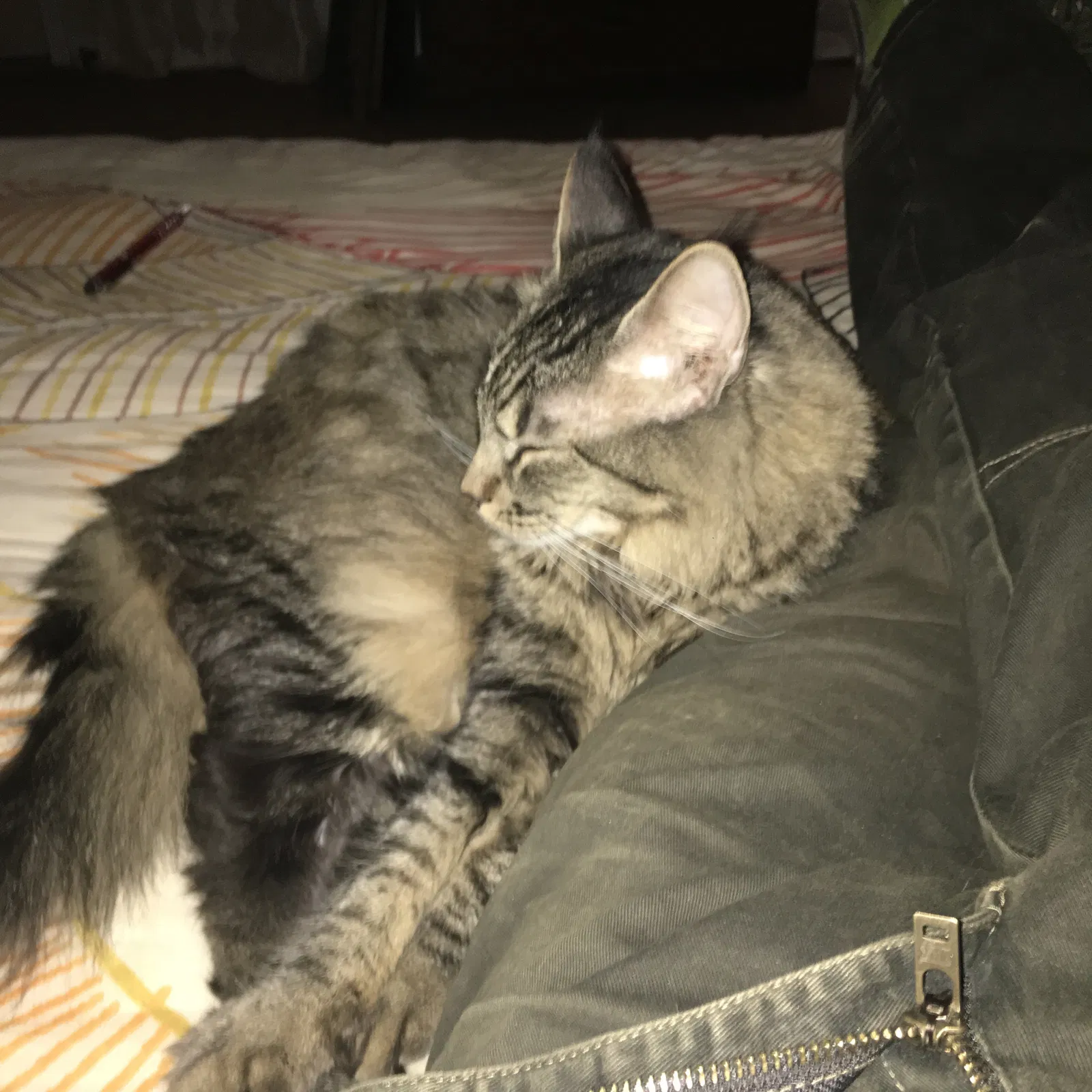 Lost cat in Philadelphia, PA, 19128