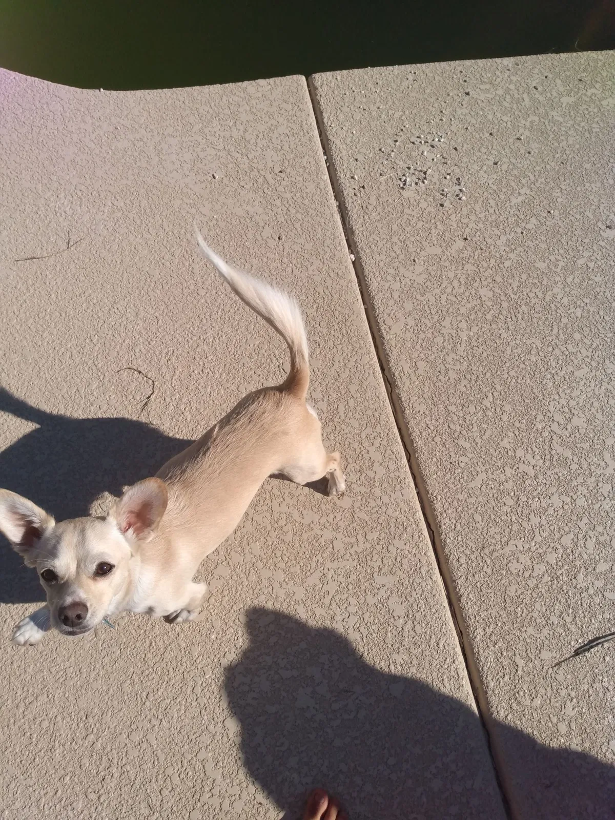 Lost dog in Phoenix, AZ, 85033