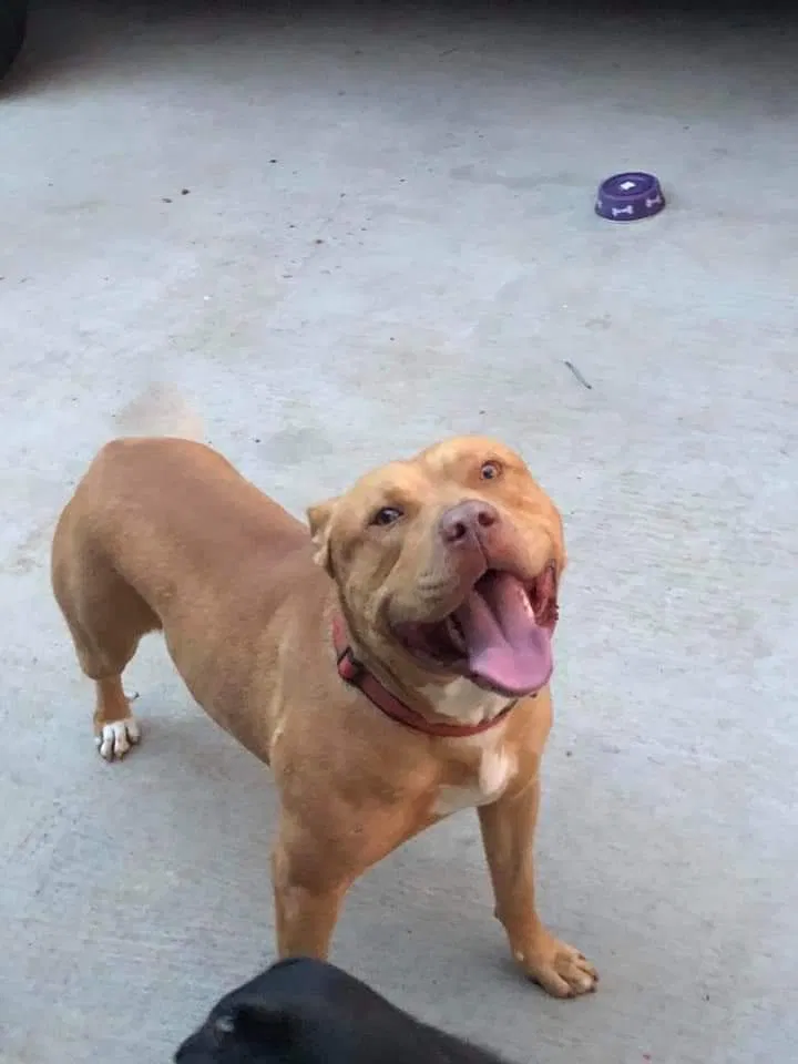 Lost dog in Odessa, TX, 79762