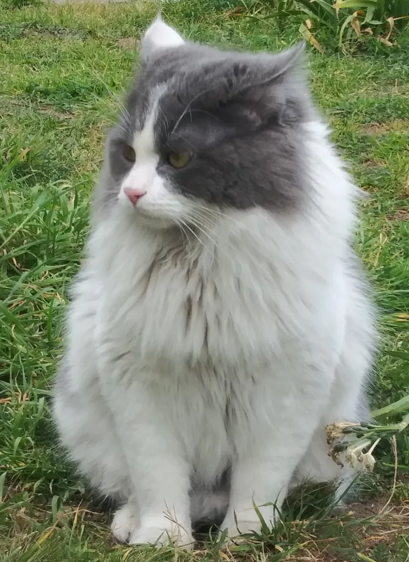 Lost cat in Fresno, CA, 93703