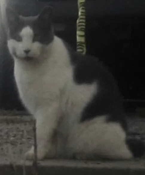 Lost cat in Simpsonville, SC, 29680