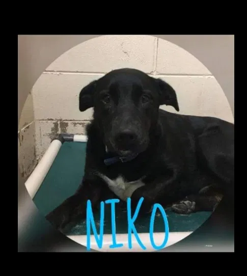 Lost dog in Ocala, FL, 34472