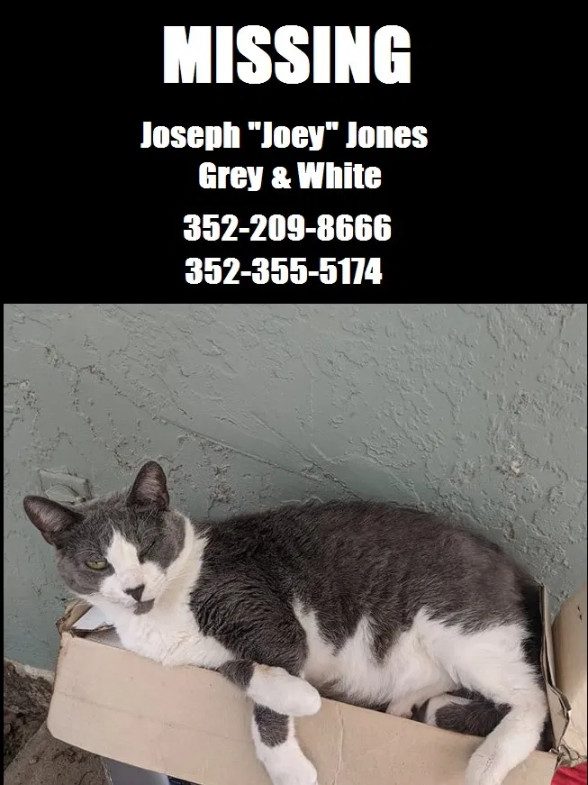 Lost cat in Ocala, FL, 34476