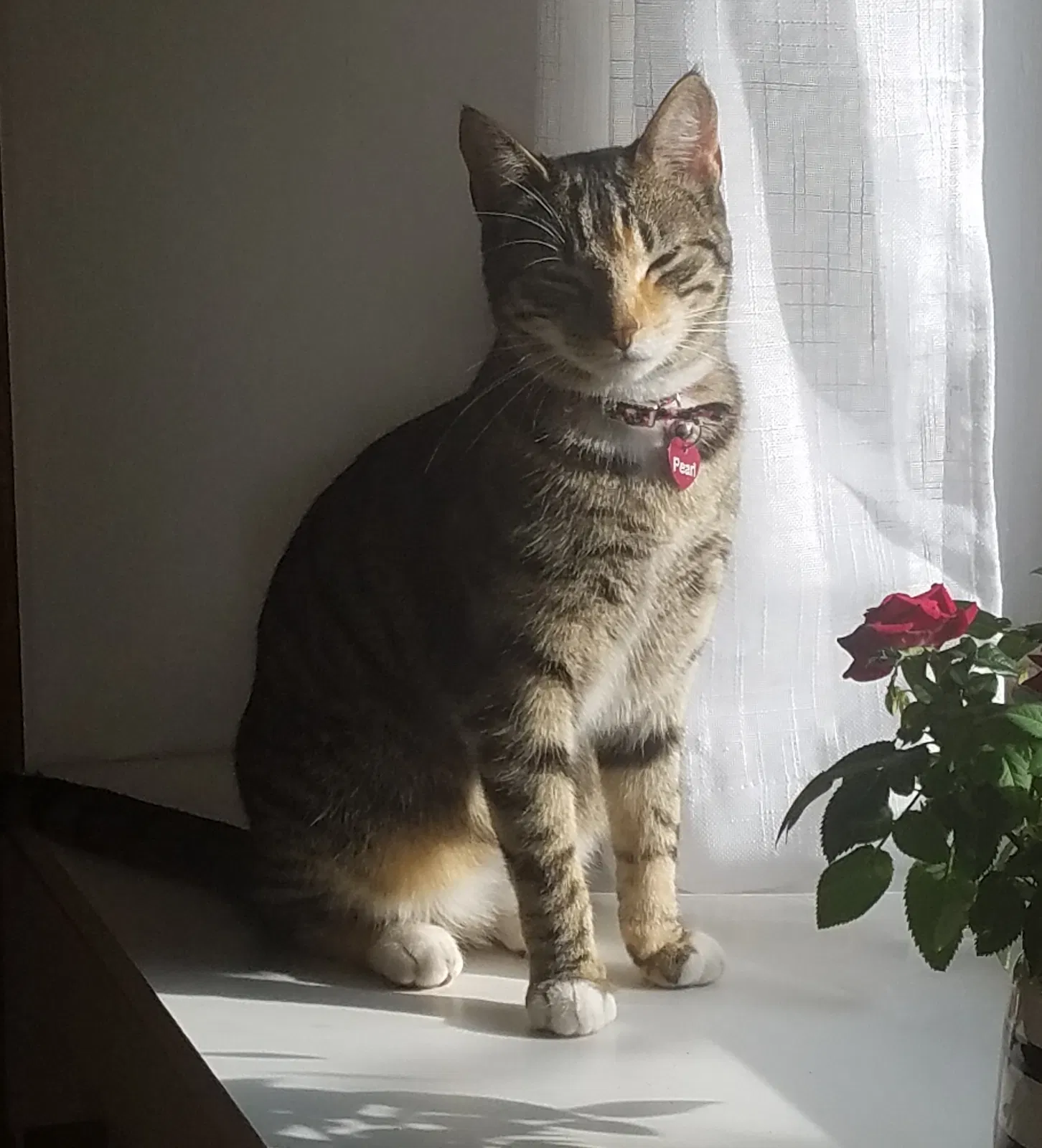 Lost cat in Knoxville, TN, 37912