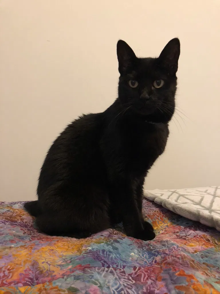 Lost cat in Cantonment, FL, 32533