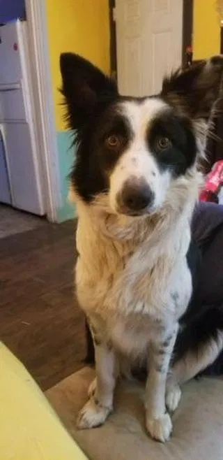 Lost dog in Dayton, OH, 45405