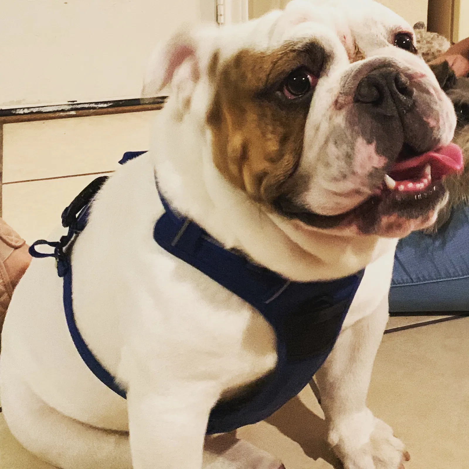 Lost dog in Laredo, TX, 78045