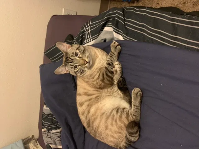 Lost cat in Seattle, WA, 98168