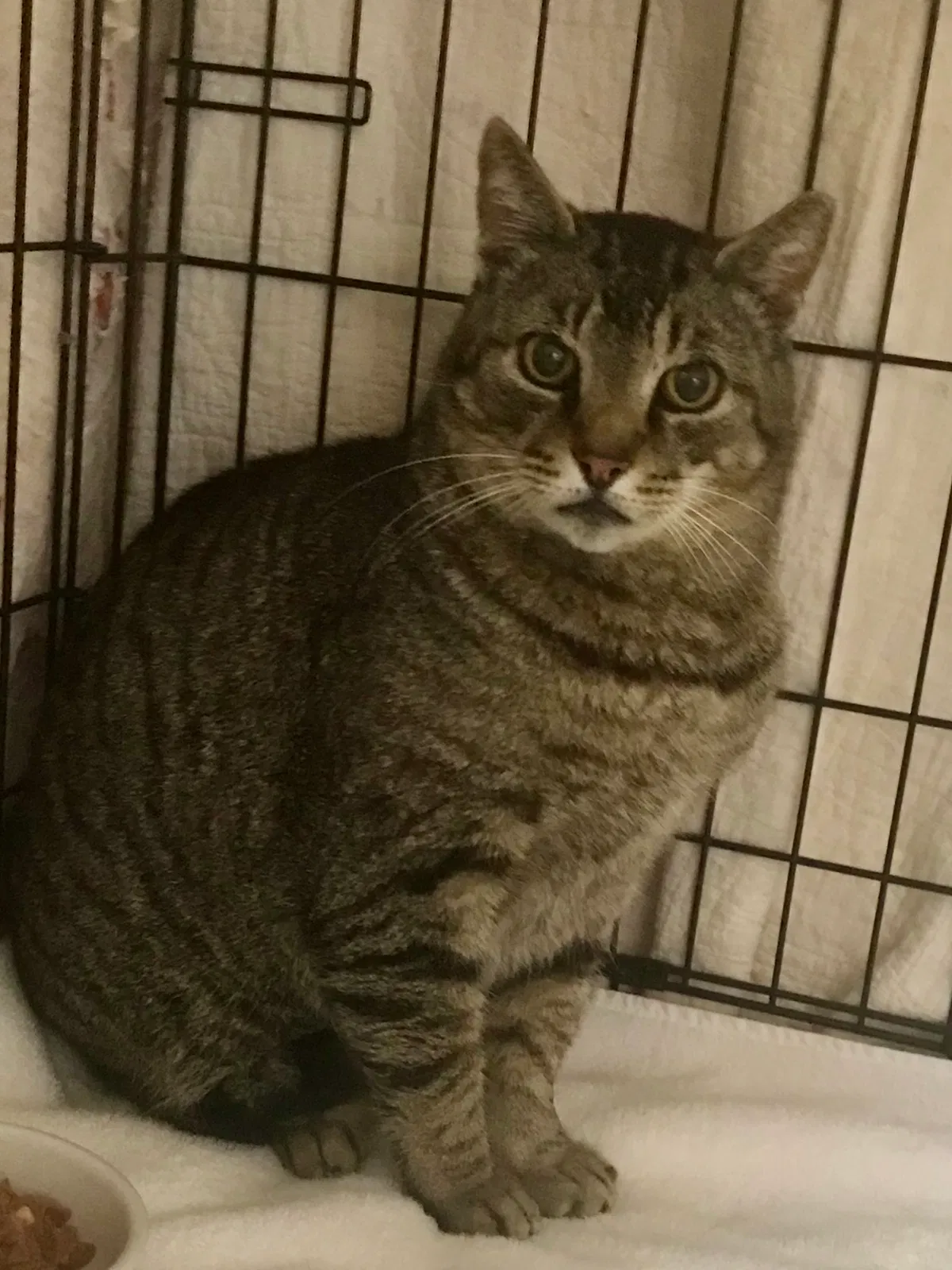 Lost cat in Vincentown, NJ, 8088