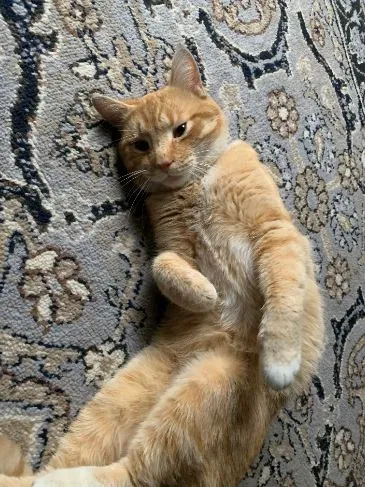 Lost cat in Greenbelt, MD, 20770