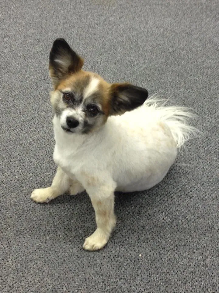 Lost dog in Versailles, KY, 40383
