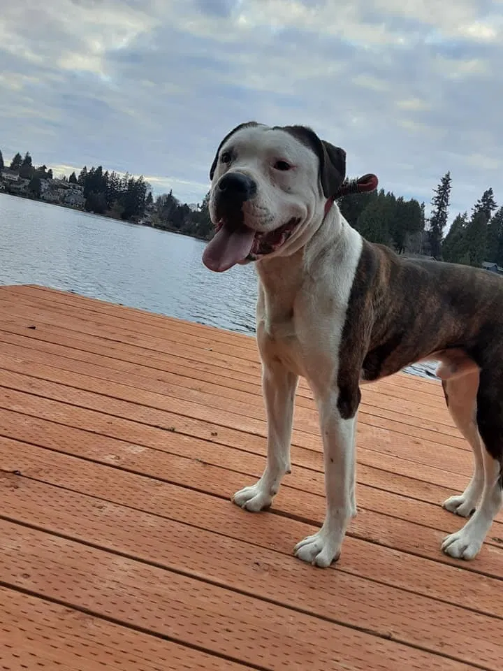 Lost dog in Lynnwood, WA, 98087