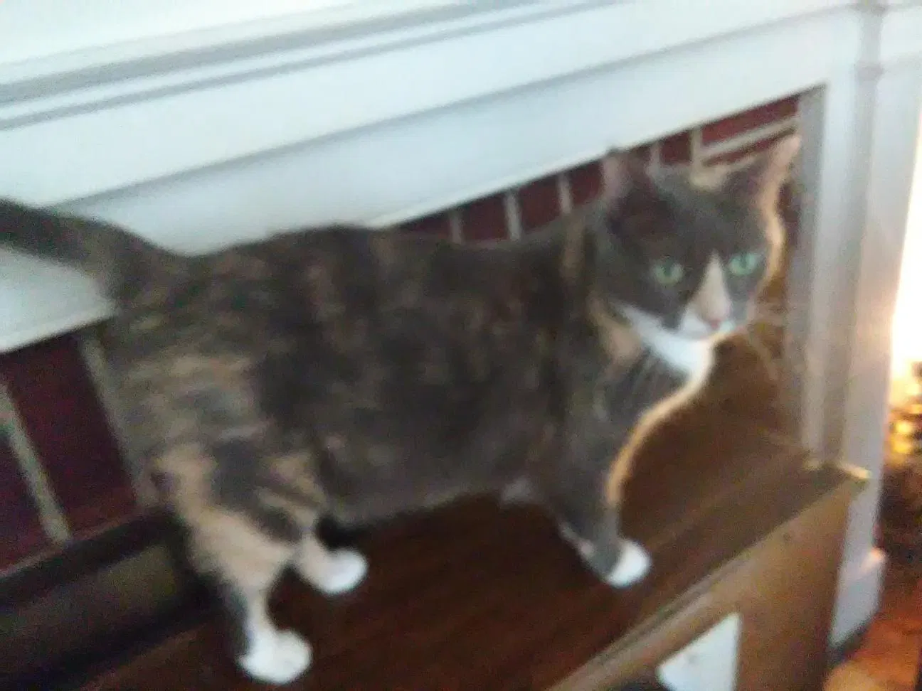 Lost cat in Anderson, SC, 29622